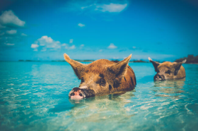 Svømmende griser på Bahamas. FOTO: Nejron Photo/ Shutterstock