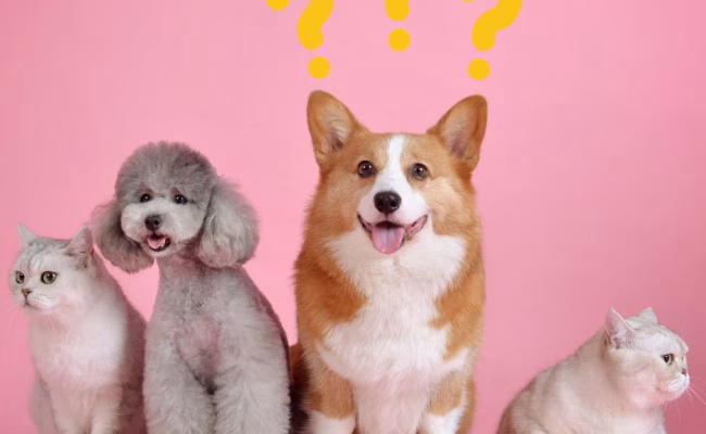 I mørket er alle katter hva? FOTO: Envato