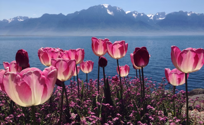Hvilken blomst er dette? FOTO: Envato